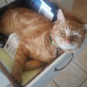 Meet your Posher, Monica